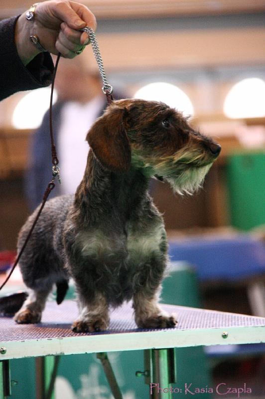 Crufts2011_2 1326.jpg